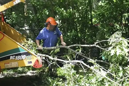 tree services Calhoun